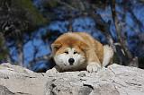 AKITA INU 304